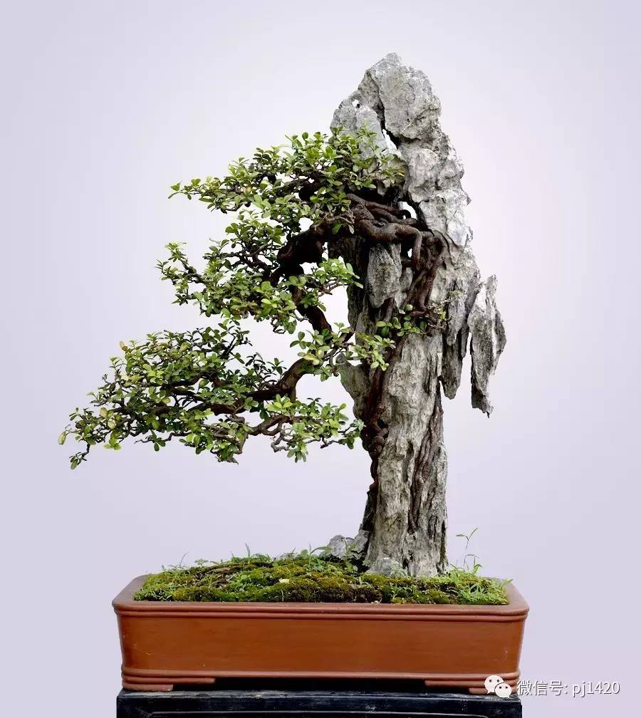 崔家集“三变”|3377app(图3)